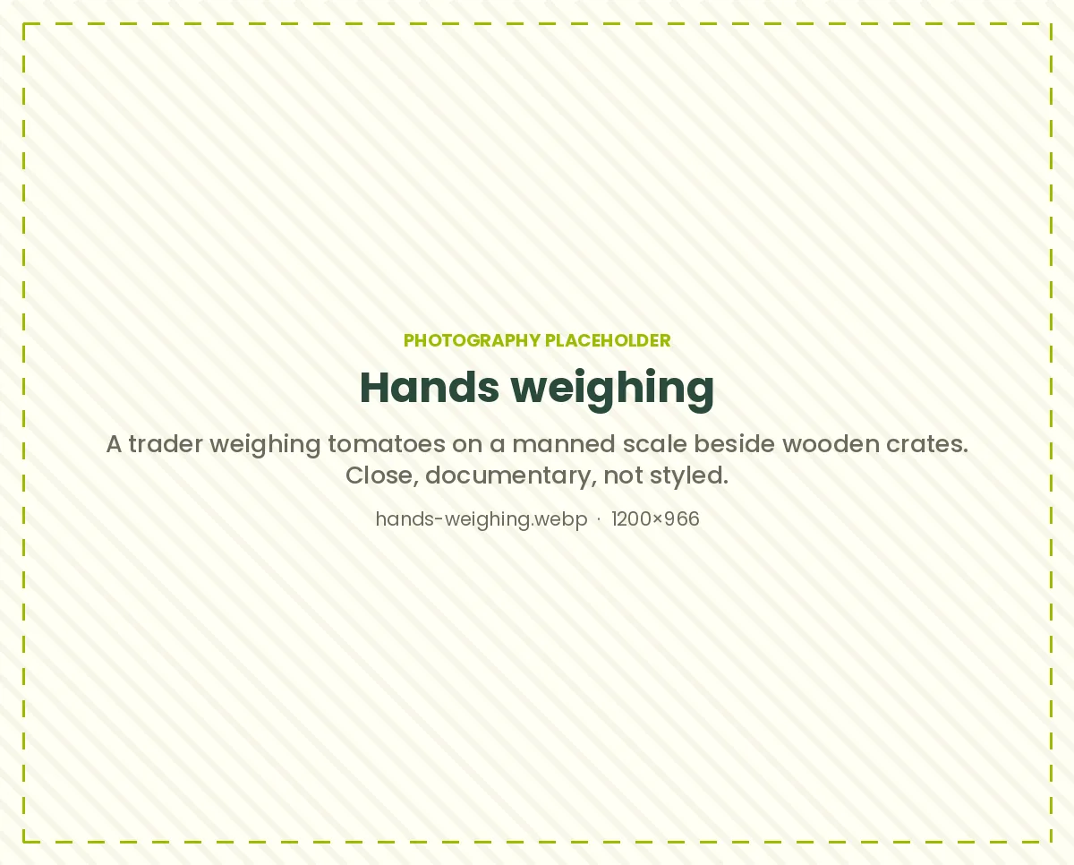 A trader weighing tomatoes on a manned scale beside wooden crates.